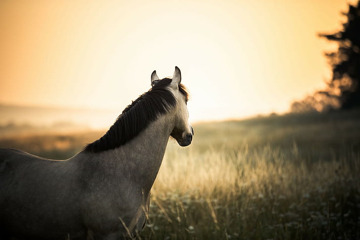 Horse, field, sun, gray and black horse, sun, tree, field, horse, wildlife, HD wallpaper