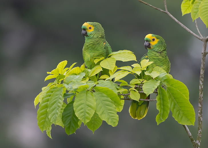 leaves, birds, background, branch, parrots, a couple, Sidelobes Amazon, HD wallpaper