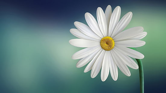 Marguerite Daisy, HD-Hintergrundbild HD wallpaper