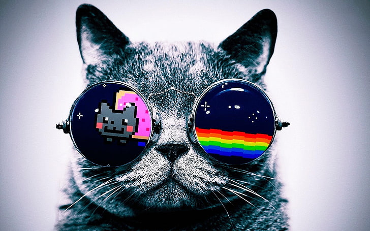 katt, glasögon, Nyan Cat, HD tapet