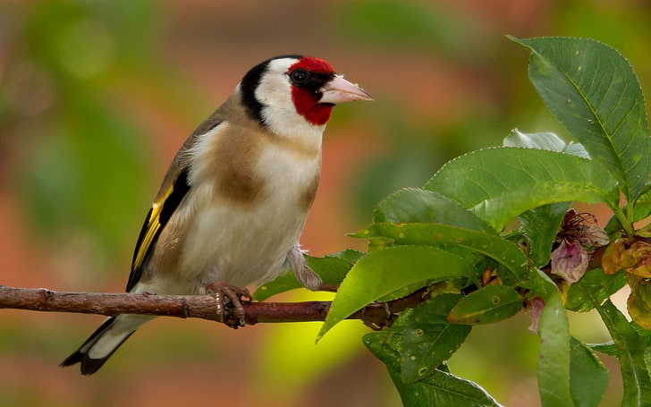 European goldfinch, leaves, bird, branch, goldfinch, HD wallpaper