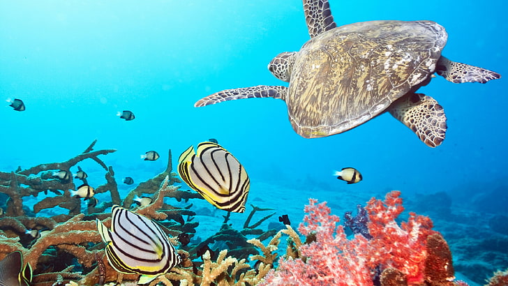 gambar terumbu karang resolusi tinggi dengan kura-kura, Wallpaper HD