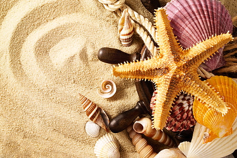 разноцветная морская ракушка, песок, лето, веревка, ракушка, морская звезда, HD обои HD wallpaper