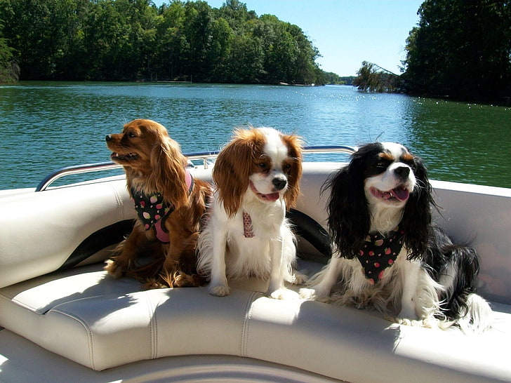 three adult King Charles Cavalier spaniels, dogs, three, boat, river, swim, HD wallpaper