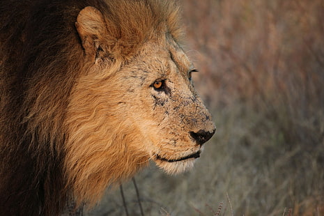 närbild foto av alfa manliga lejon under dagtid, strid, ansikte, närbild, foto, alfa man, dagtid, Botswana, Mombo, läger, Safari, Afrika, lejon, stolthet, alfa man, ärr, repor, äldre, gammal, Okavango Delta, lejon - kattdjur, djurliv, rovdjur, odödlig katt, djur i det vilda, safari djur, djur, savannah, natur, tanzania, man, däggdjur, kattdjur, kenya, serengeti nationalpark, östra Afrika, stor katt, HD tapet HD wallpaper