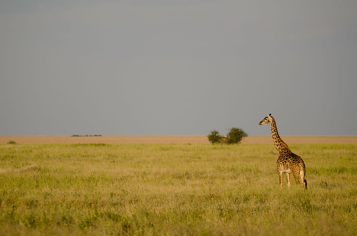 Żyrafa w pobliżu zielonych liści drzew pod szarymi chmurami, Przegląd, Żyrafa, zielony liść, drzewa, szary, chmury, Afryka, Afryka, Afrika, Park Narodowy Serengeti, Tanzania, Mara, Zwierzę, Żyrafa camelopardalis, safari Zwierzęta, sawanna, dzika przyroda, zwierzęta na wolności Równina, Afryka Wschodnia, Natura, Kenia, safari, Rezerwat Narodowy Masai Mara, obszar pustyni, Masai Mara, Rezerwat dzikich zwierząt, ssak, Park Narodowy, step, Drzewo akacji, Rezerwat przyrody, na dworze, Kultura afrykańska, zebra, Piękno w przyrodzie, Tapety HD