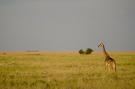 Gri bulutların altında yeşil yapraklı ağaçların yakınında zürafa, Genel Bakış, Zürafa, yeşil yaprak, ağaçlar, gri, bulutlar, Afrika, Afrika, Serengeti Ulusal Parkı, Tanzanya, Mara, Hayvan, Zürafa zürafaları, safari Hayvanlar, savana, yaban hayatı, hayvanlar Vahşidüz, doğu Afrika, doğa, kenya, safari, masai mara ulusal rezerv, vahşi alanı, masai mara, yaban hayatı rezerv, memeli, milli parkı, bozkır, akasya ağacı, doğa rezerv, açık havada, afrika kültürü, zebra, güzellik doğada, HD masaüstü duvar kağıdı HD wallpaper