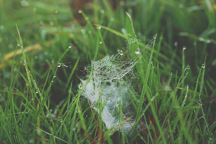 white spider web, grass, spiderweb, dew, HD wallpaper