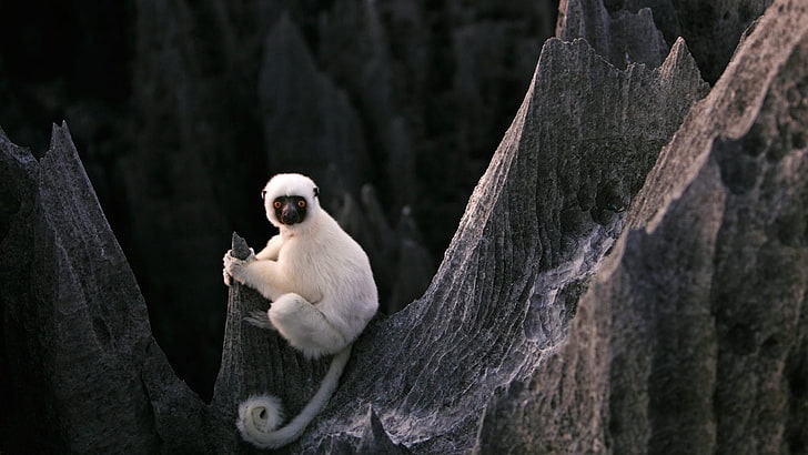lemur, madagascar, edge, stone forest, tsingy de bemaraha national park, africa, wildlife, rock, limestone, melaky, national park, HD wallpaper