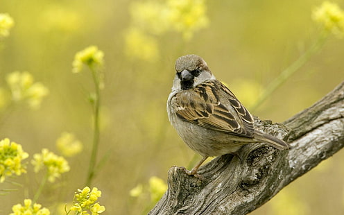 Sparrow on a branch, eurasian tree sparrow, animals, 1920x1200, sparrow, bird, HD wallpaper HD wallpaper