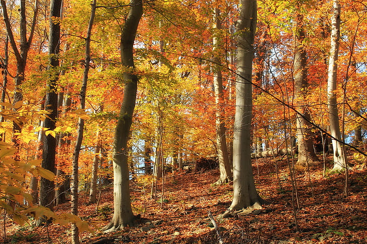 森の茶色の木、デビッド・R・ジョンソン、自然地区、茶色、木、森林、ペンシルベニア、バックス郡、ウィリアム・ペンシルベニア州立森林、温帯落葉樹林、落葉落葉、葉、下層階、アメリカ、ブナ、ブナ・グランディフォリア、斜面、秋、自然、クリエイティブコモンズ、葉、木、黄色、オレンジ色、季節、金色、屋外、森林、赤、10月、風景、多色、風景、 HDデスクトップの壁紙