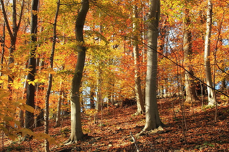 brown trees in forest, David R. Johnson, Natural Area, brown, trees, forest, Pennsylvania, Bucks County, William Penn State Forest, temperate deciduous forest, leaf litter, foliage, understory, American, beeches, Fagus grandifolia, slope, autumn, nature, creative commons, leaf, tree, yellow, orange Color, season, gold Colored, outdoors, woodland, red, october, landscape, multi Colored, scenics, HD wallpaper HD wallpaper