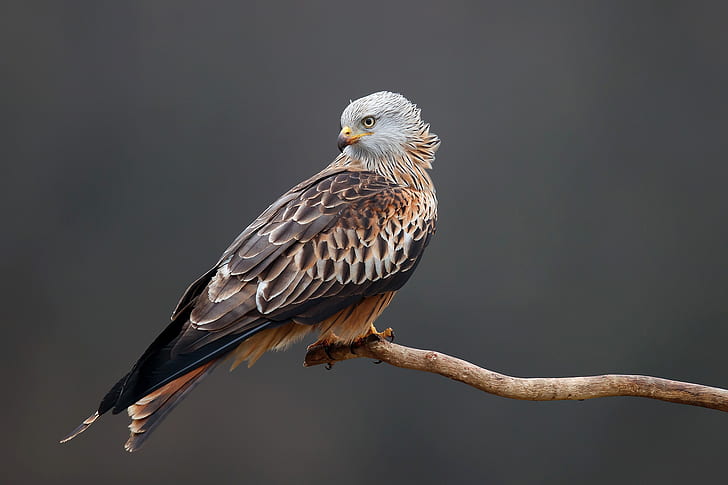 background, bird, predator, branch, feathers, beak, claws, kite, Pitigoi pitigoi, Red Kite, HD wallpaper