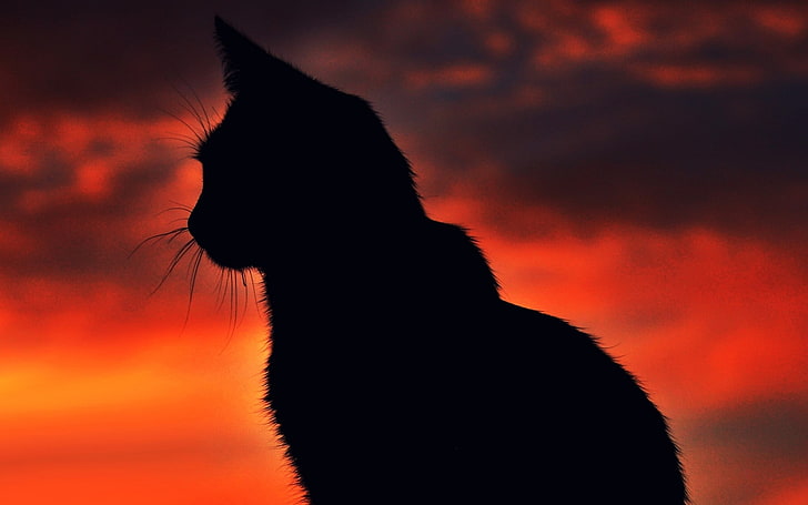 silhuettfotografering av katt, katt, silhuett, solnedgång, djur, HD tapet