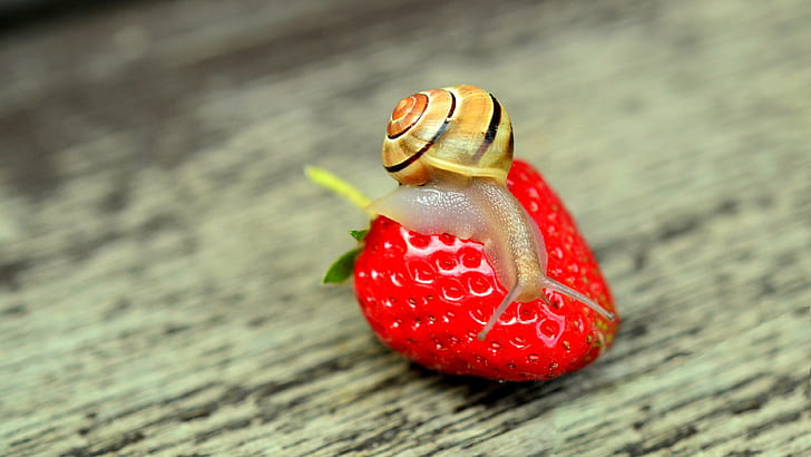Snail and big strawberry, Snail, Big, Strawberry, HD wallpaper