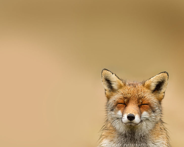 мелкая фокусировка фотография коричнево-белой лисы, животных, лиса, улыбка, простой фон, природа, HD обои