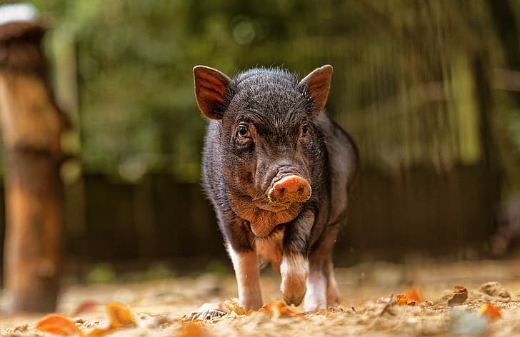 face, pig, Piglet, Вьетнамская вислобрюхая свинья, HD wallpaper