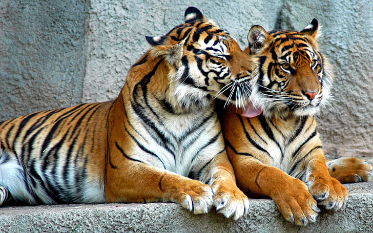 zwei braune bengalische Tiger, Tiger, Paar, Raubtiere, gestreifte, große Katzen, HD-Hintergrundbild