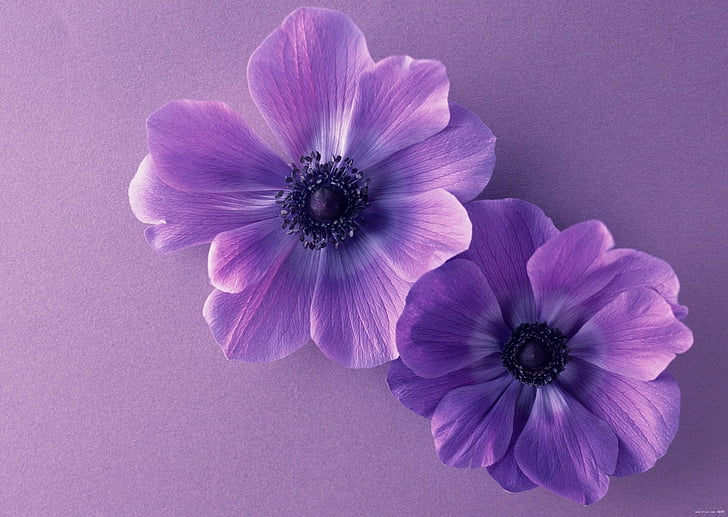Цветы, анемон, земля, цветок, фиолетовый цветок, HD обои