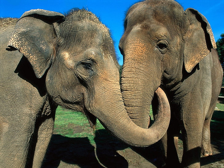 two gray elephants, elephants, couple, trunk, caring, HD wallpaper