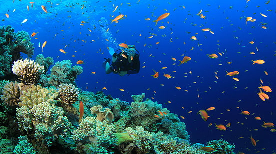 plongeur, plongée, poisson, océan, plongée sous-marine, mer, sous l'eau, Fond d'écran HD HD wallpaper