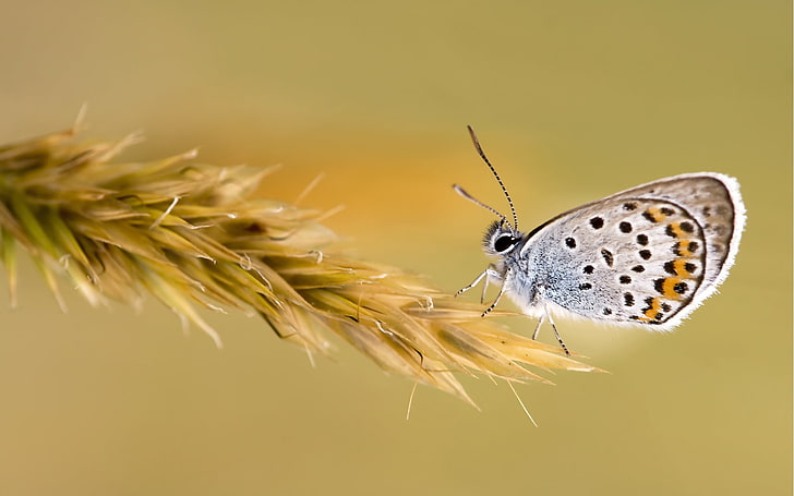 borboleta azul comum, borboleta, grama, asas, padrões, HD papel de parede
