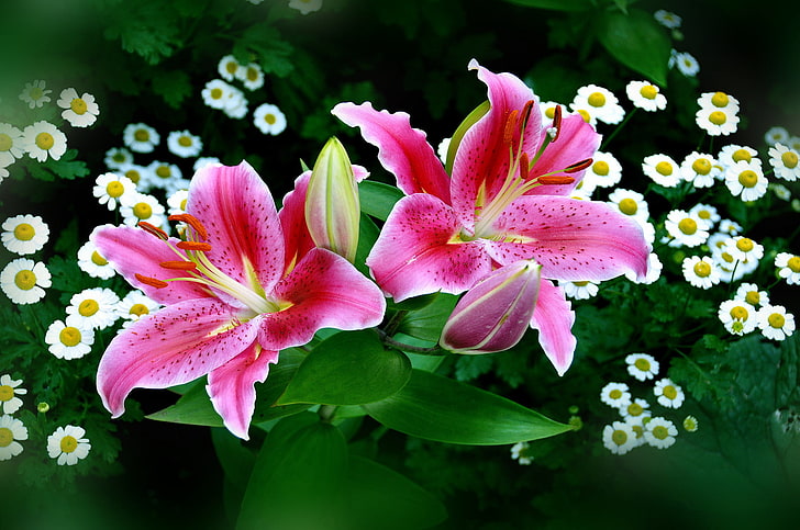 flores rosadas y blancas, flores, naturaleza, flores blancas, flores rosadas, lirios, arte digital, plantas, Fondo de pantalla HD