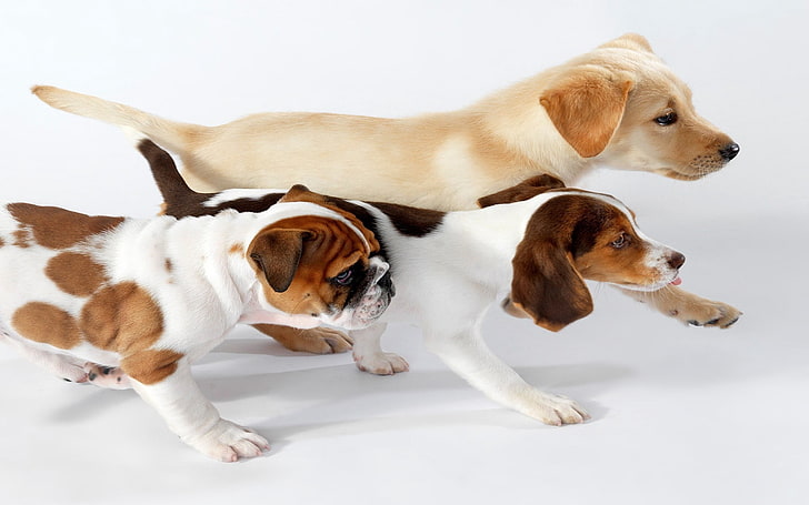 Englische Bulldogge, Spürhund und gelbe Labrador-Apportierhundwelpen, Hunde, drei, laufend, Farbe, HD-Hintergrundbild