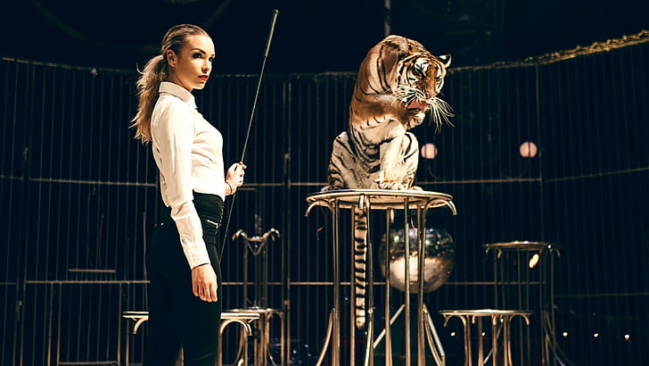 женщины модель блондинка длинные волосы цирк животные тигровые клетки узкая одежда рубашка кнуты тренировка опасность хвостик смотрит в сторону красная помада дикая кошка, HD обои