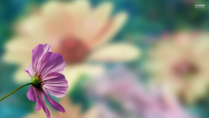 фотография със селективен фокус на лилави цветя, цветя, розови цветя, размазани, HD тапет