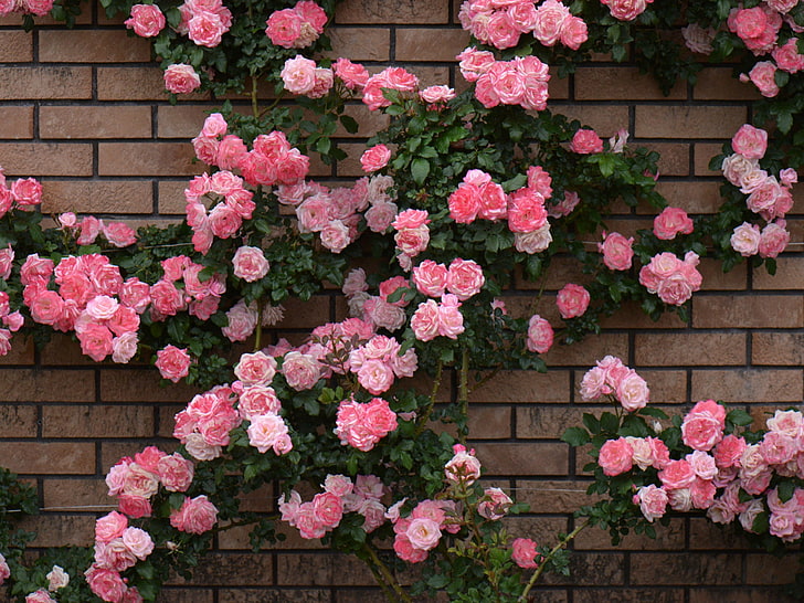 rose bush, HD wallpaper