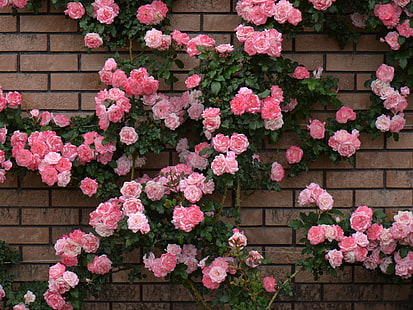 rose bush, HD wallpaper HD wallpaper