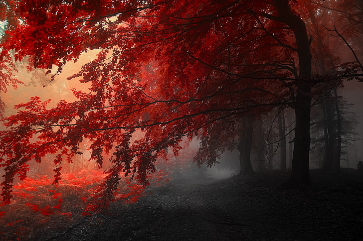 árbol de hojas rojas, otoño, niebla, paisaje, camino, árboles, Fondo de pantalla HD