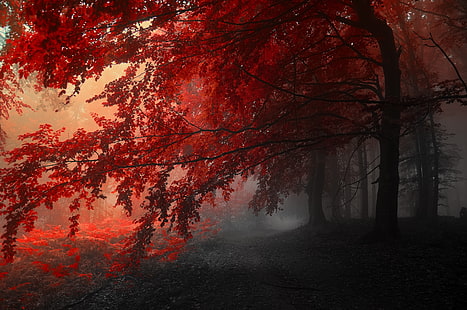 red leafed tree, autumn, fog, landscape, road, trees, HD wallpaper HD wallpaper