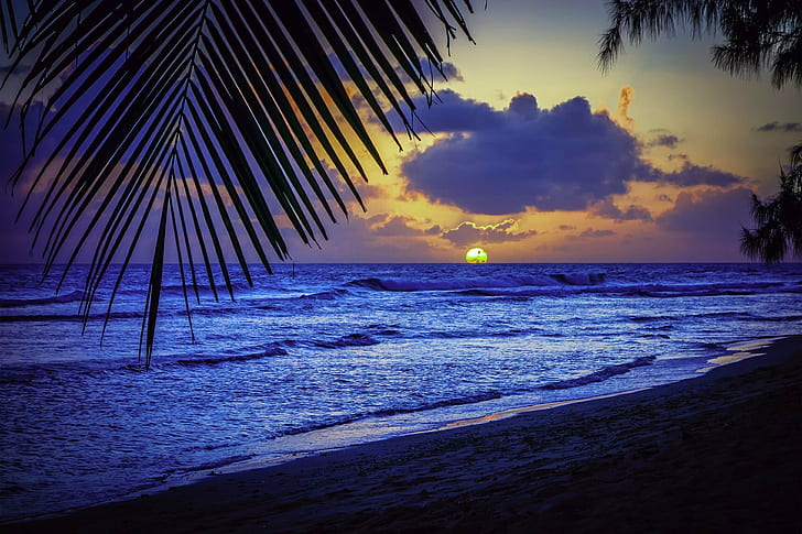 barbados, beach, caribbean, evening, list, palms, sea, silhouette, sun, sunset, HD wallpaper