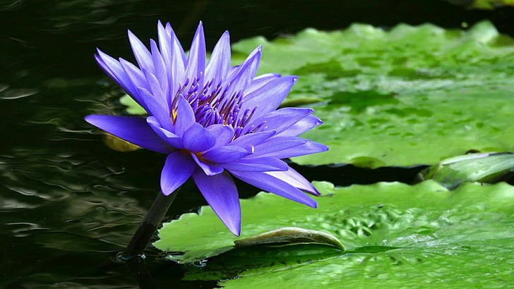 flower, flora, plant, aquatic plant, water, lotus family, sacred lotus, lotus, petal, blue flower, HD wallpaper