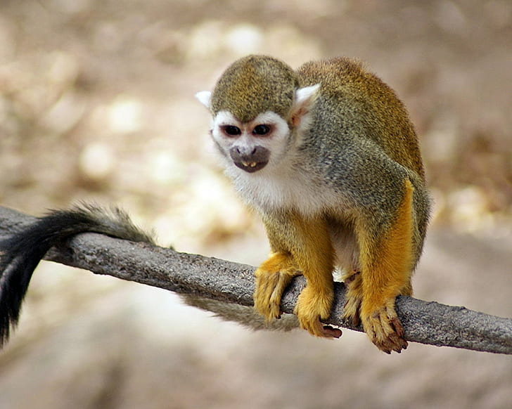 yellow, grey, and white monkey perched on grey tree branch, squirrel monkey, squirrel monkey, Squirrel Monkey, yellow, grey, white, tree branch, Ateles geoffroyi, Monkey, Phoenix Zoo, captive, animals, animal, mammal, brown, small, DoF, little, Bokeh, cute, nature, fav, Depth of Field, views, rural, Saimiri, detail, nice, primate, Andromeda, Best of the Best, outdoor, SWEEP, winner, wildlife, forest, outdoors, animals In The Wild, looking, HD wallpaper