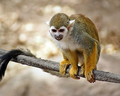 yellow, grey, and white monkey perched on grey tree branch, squirrel monkey, squirrel monkey, Squirrel Monkey, yellow, grey, white, tree branch, Ateles geoffroyi, Monkey, Phoenix Zoo, captive, animals, animal, mammal, brown, small, DoF, little, Bokeh, cute, nature, fav, Depth of Field, views, rural, Saimiri, detail, nice, primate, Andromeda, Best of the Best, outdoor, SWEEP, winner, wildlife, forest, outdoors, animals In The Wild, looking, HD wallpaper HD wallpaper