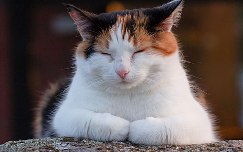 tabby arancione, nero e bianco gatto, gatto, grasso, riposo, sonno, pisolino, maculato, Sfondo HD HD wallpaper