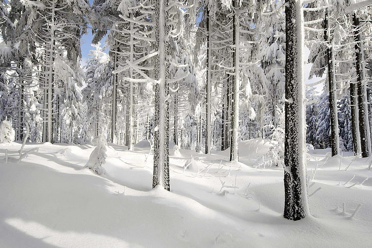 сняг, лед, зима, природа, дървета, гора, слънчева светлина, бяло, HD тапет