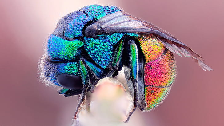 Разноцветные цвета мух, Разноцветные, Цвета, Мухи, HD обои