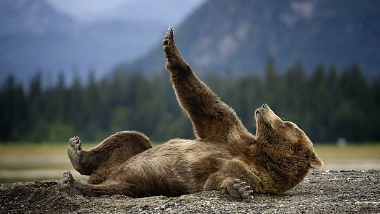 alaska, wild animal, bear, cute, grizzly, sweet, enjoy, lie, HD wallpaper HD wallpaper