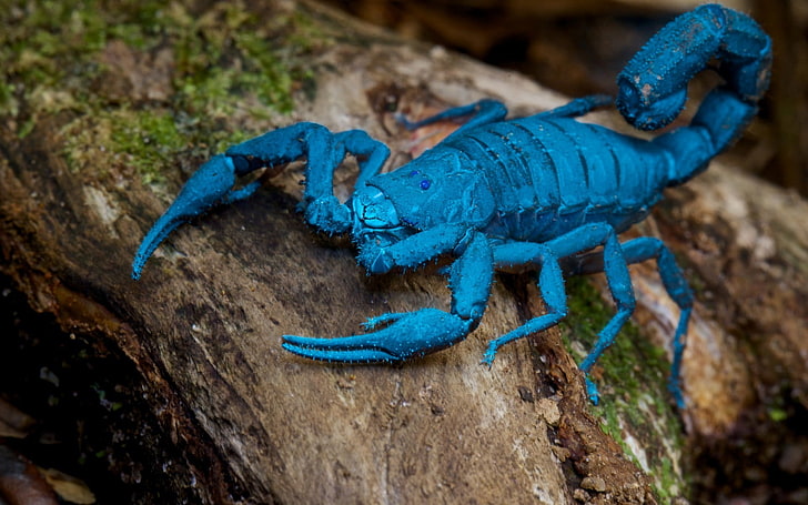 fotografia makro niebieski skorpion, makro, skorpiony, Tapety HD