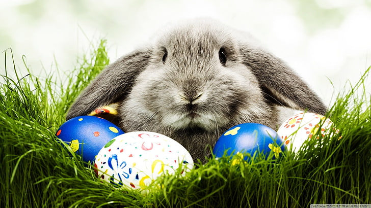 أرنب رمادي ، حيوانات ، أرانب ، عيد الفصح ، بيض، خلفية HD