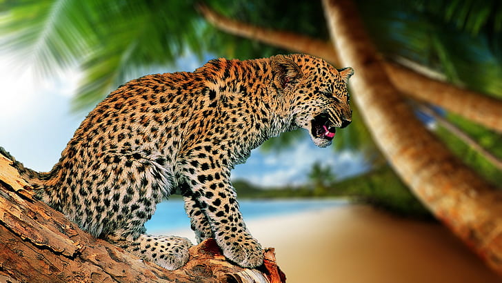 Leopard, Katze, Fall, brauner Leopard, Fall, Palme, Katze, Leopard, HD-Hintergrundbild