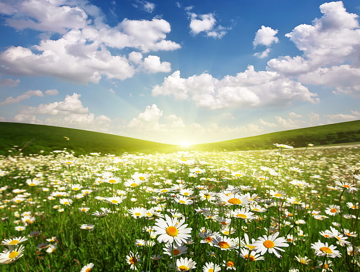 Gänseblümchenblumenfeld, Feld, die Sonne, Wolken, Landschaft, Dämmerung, Kamille, HD-Hintergrundbild