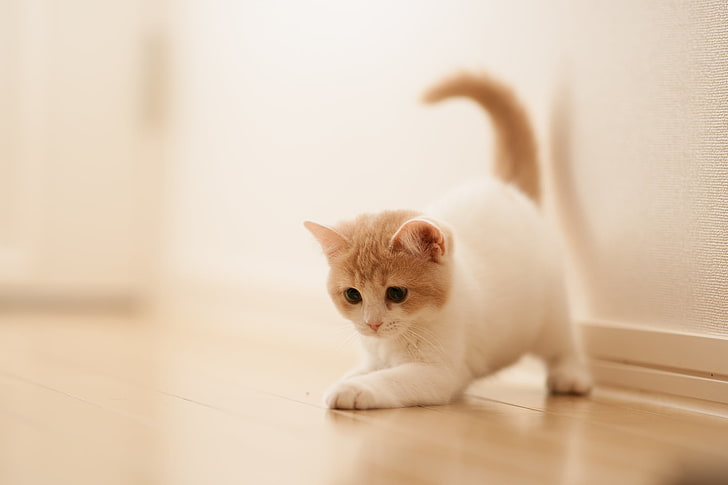 white and orange kitten, kitten, playful, parquet, HD wallpaper
