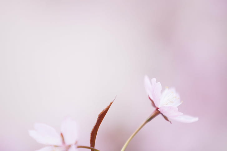 close up focus photo of white-petaled flowers, heads, inside, pt, II, close up, focus, photo, white, flowers, cherry blossom, cherry  cherry, cherry tree, prunus sargentii, Sargent's cherry, North, Japanese, hill cherry, cherry  pink, tones, pastel colors, soft, bokeh, dof, depth of field, nature, pink Color, plant, flower, close-up, petal, springtime, beauty In Nature, flower Head, freshness, HD wallpaper