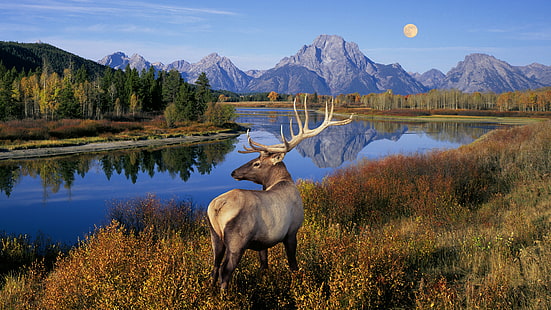 animales, ciervo, lago, paisaje, HD-Hintergrundbild HD wallpaper