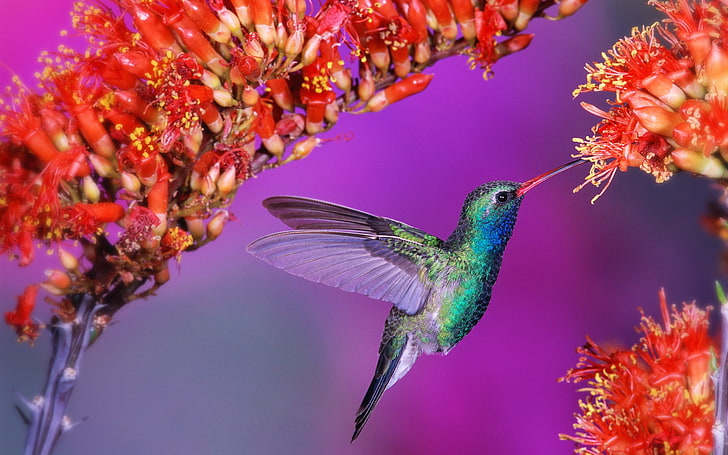 colibri vert et gris, colibri, oiseau, vol, vitesse, ailes, volet, fleurs, Fond d'écran HD
